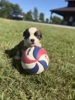 Cody, a female Saint Bernard for sale in Lagrange, IN – 2 of 5