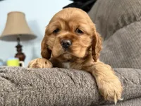 processed/765bc0ad-5779-471a-821c-a5cfc25af39b/listing/37ba114d-af06-48ff-9543-8a39342c08a3/7e072a4e-a504-41e9-b4ce-4fab9db93606