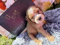Yogi , a male Cocker Spaniel for sale in Lagrange, IN – 5 of 8