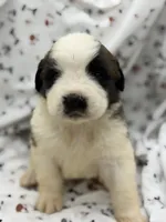 Bear , a male Saint Bernard for sale in Lagrange, IN – 2 of 6