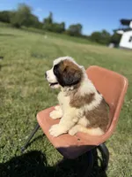 Nicki Green male , a female Saint Bernard for sale in Lagrange, IN – 2 of 8