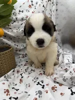 Zoey, a female Saint Bernard for sale in Lagrange, IN – 2 of 7