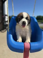 Bruno dark blue, a male Saint Bernard for sale in Lagrange, IN – 2 of 6