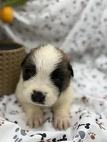 Bella , a female Saint Bernard for sale in Lagrange, IN – 3 of 6