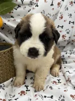 Zoey, a female Saint Bernard for sale in Lagrange, IN – 5 of 7
