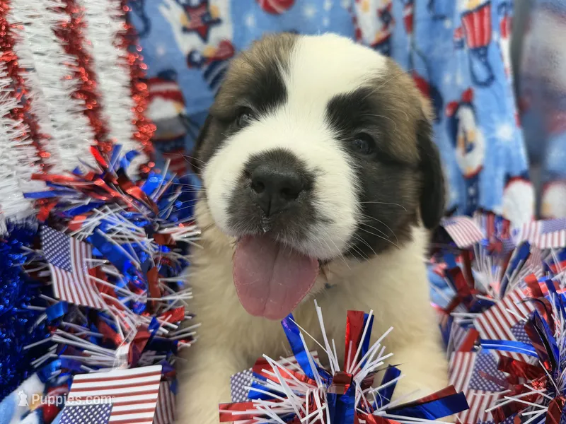 Bruno dark blue – Saint Bernard puppy for sale in Lagrange, IN