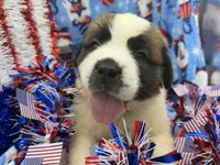 Bruno dark blue, a male Saint Bernard for sale in Lagrange, IN – 4 of 6