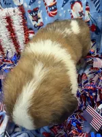 Bruno dark blue, a male Saint Bernard for sale in Lagrange, IN – 3 of 6
