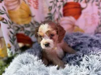 Yogi , a male Cocker Spaniel for sale in Lagrange, IN – 3 of 8