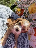 Yogi , a male Cocker Spaniel for sale in Lagrange, IN – 6 of 8