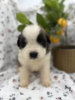 Max , a male Saint Bernard for sale in Lagrange, IN – 2 of 4