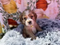 Yogi , a male Cocker Spaniel for sale in Lagrange, IN – 1 of 8