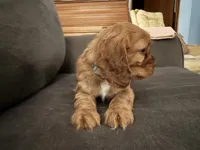 Ziggy, a male Cocker Spaniel for sale in Lagrange, IN – Photo 3 of 7
