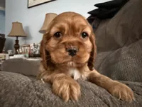 Ziggy, a male Cocker Spaniel for sale in Lagrange, IN – Photo 2 of 7