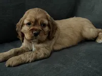 Ziggy, a male Cocker Spaniel for sale in Lagrange, IN – Photo 7 of 7