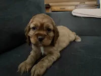 Ziggy, a male Cocker Spaniel for sale in Lagrange, IN – Photo 5 of 7