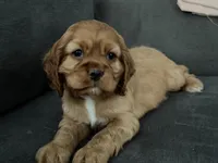 Ziggy, a male Cocker Spaniel for sale in Lagrange, IN – Photo 1 of 7