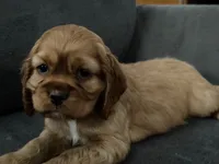 Ziggy, a male Cocker Spaniel for sale in Lagrange, IN – Photo 4 of 7
