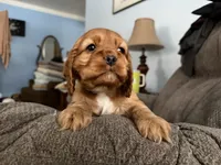 Ziggy, a male Cocker Spaniel for sale in Lagrange, IN – Photo 6 of 7