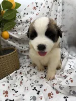 Zoey, a female Saint Bernard for sale in Lagrange, IN – 4 of 7