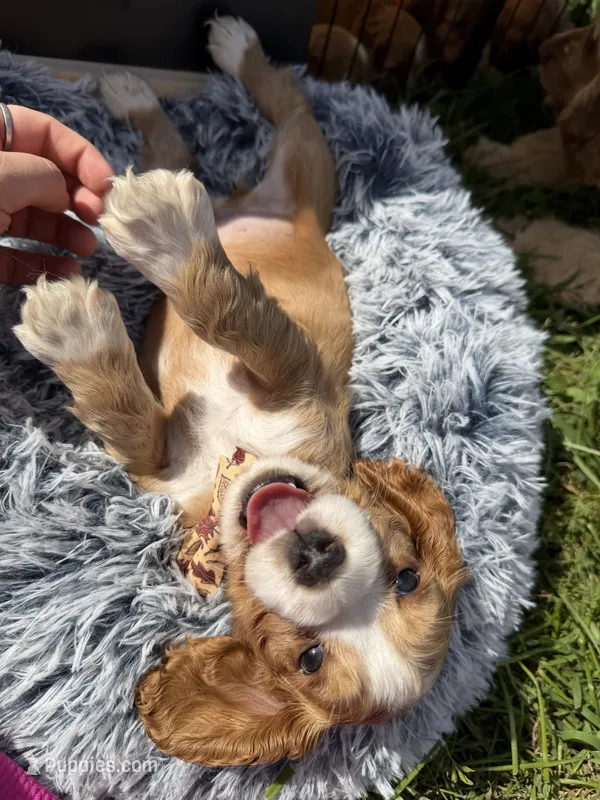 Yoshi  – Cocker Spaniel puppy for sale in Lagrange, IN
