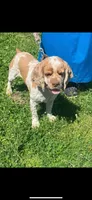 Zeke edgar, a male Cocker Spaniel for sale in Lagrange, IN – Photo 3 of 4