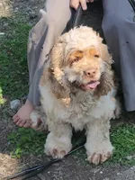 Zeke edgar, a male Cocker Spaniel for sale in Lagrange, IN – Photo 4 of 4