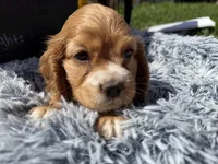 Yoda , a male Cocker Spaniel for sale in Lagrange, IN – 5 of 9