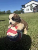 Cody, a female Saint Bernard for sale in Lagrange, IN – 3 of 5