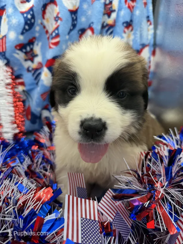Cody – Saint Bernard puppy for sale in Lagrange, IN