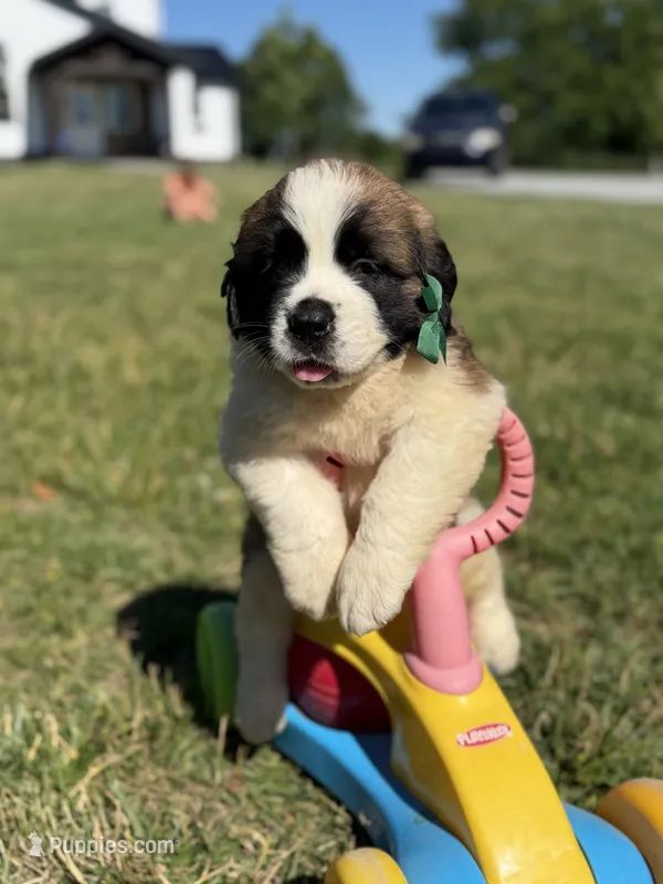 Zoey – Saint Bernard puppy for sale in Lagrange, IN