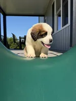 Bear  ( red male ), a male Saint Bernard for sale in Lagrange, IN – 2 of 6