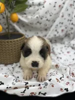 Bella , a female Saint Bernard for sale in Lagrange, IN – 5 of 6