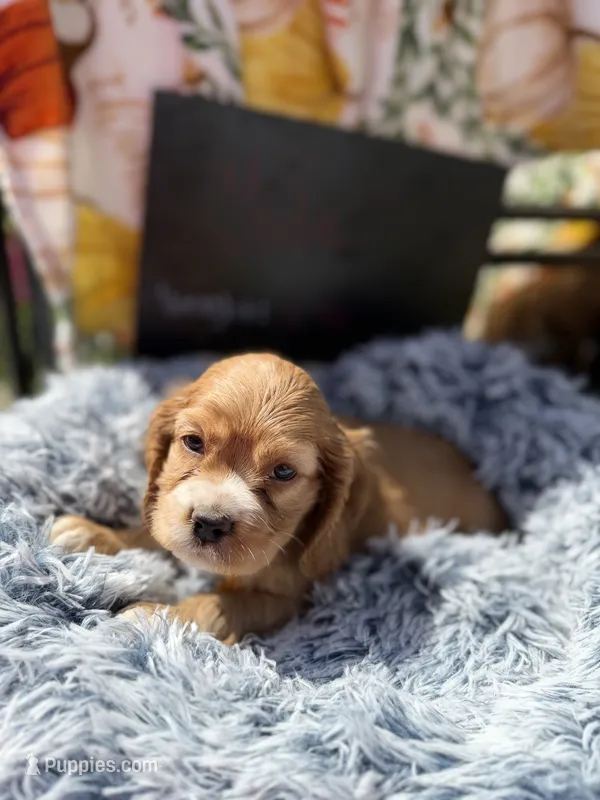 Yoda  – Cocker Spaniel puppy for sale in Lagrange, IN