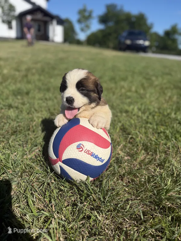 Cody – Saint Bernard puppy for sale in Lagrange, IN