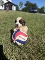 Cody, a female Saint Bernard for sale in Lagrange, IN – 1 of 5
