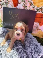 Yogi , a male Cocker Spaniel for sale in Lagrange, IN – 7 of 8