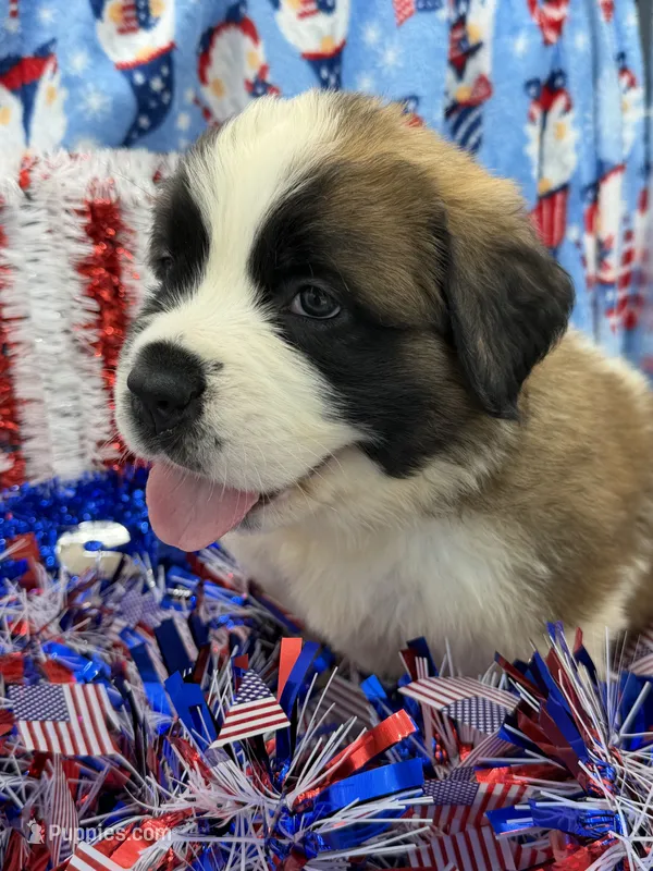 Zoey – Saint Bernard puppy for sale in Lagrange, IN