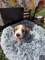 Yoshi , a male Cocker Spaniel for sale in Lagrange, IN – 6 of 7
