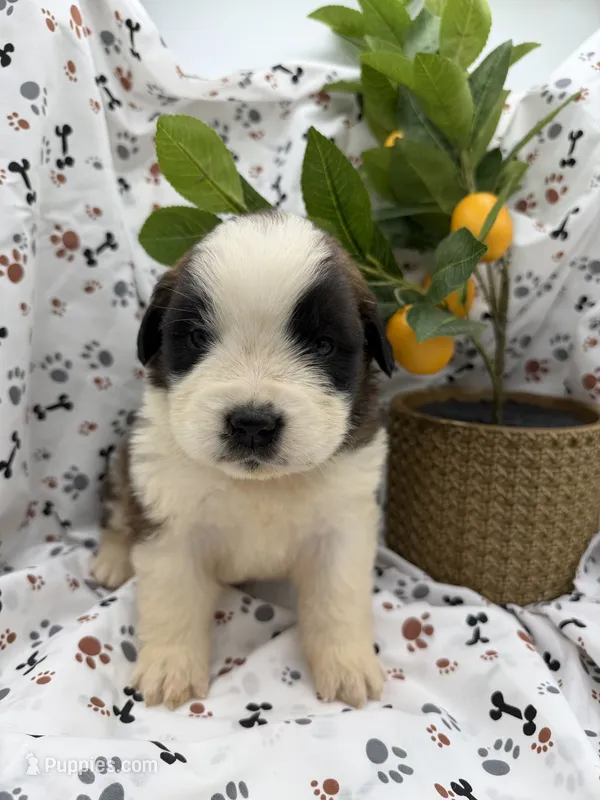 Max  – Saint Bernard puppy for sale in Lagrange, IN