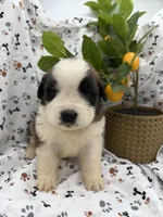 Max , a male Saint Bernard for sale in Lagrange, IN – 1 of 4