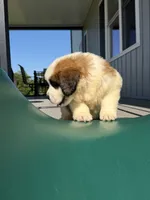 Bear  ( red male ), a male Saint Bernard for sale in Lagrange, IN – 3 of 6