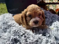 Yoda , a male Cocker Spaniel for sale in Lagrange, IN – 9 of 9