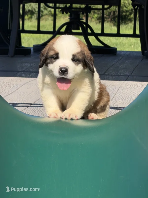 Bear  ( red male ) – Saint Bernard puppy for sale in Lagrange, IN