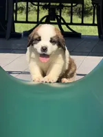 Bear  ( red male ), a male Saint Bernard for sale in Lagrange, IN – 1 of 6