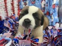 Bruno dark blue, a male Saint Bernard for sale in Lagrange, IN – 6 of 6