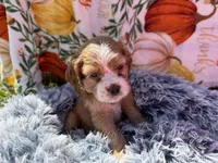 Yogi , a male Cocker Spaniel for sale in Lagrange, IN – 2 of 8