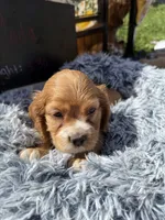 Yoda , a male Cocker Spaniel for sale in Lagrange, IN – 2 of 9