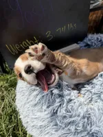 Yoshi , a male Cocker Spaniel for sale in Lagrange, IN – 5 of 7