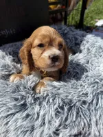 Yoda , a male Cocker Spaniel for sale in Lagrange, IN – 7 of 9